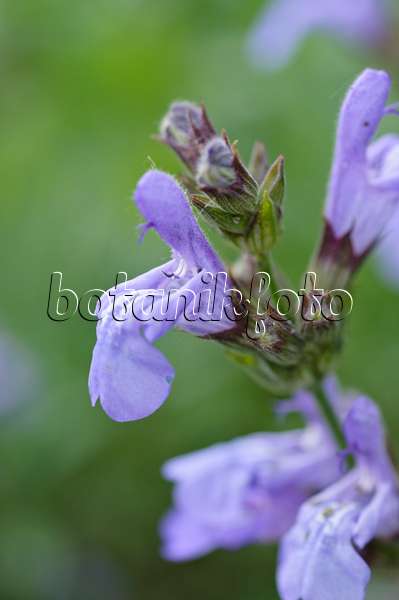 472341 - Sauge de France (Salvia lavandulifolia)