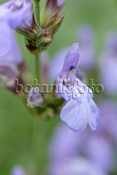 472342 - Sauge de France (Salvia lavandulifolia)
