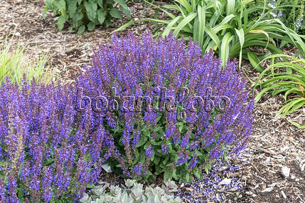 607207 - Sauge des bois (Salvia nemorosa 'Violet Profusion')