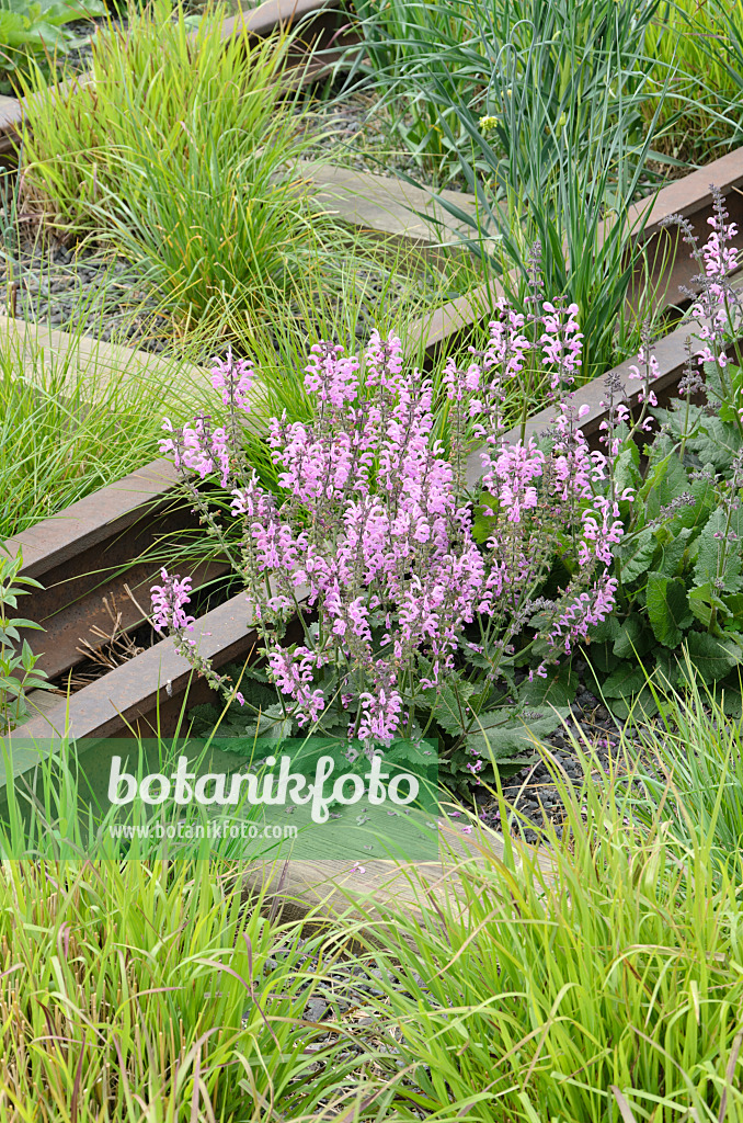 508104 - Sauge des prés (Salvia pratensis 'Pink Delight') sur une ligne ferroviaire aérienne désaffectée, High Line, New York, États-Unis