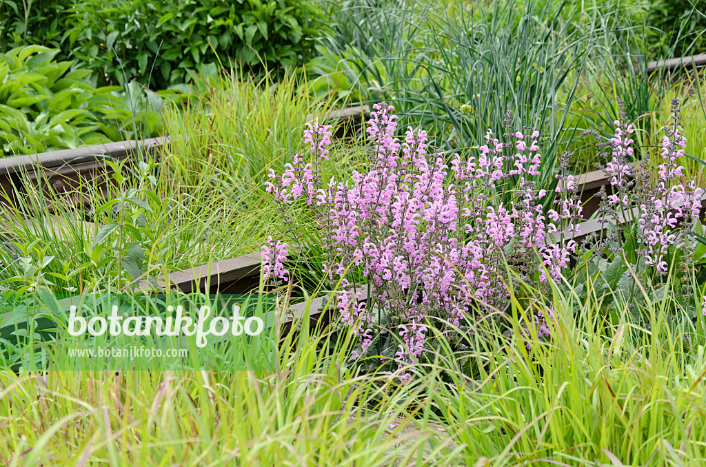 508105 - Sauge des prés (Salvia pratensis 'Pink Delight') sur une ligne ferroviaire aérienne désaffectée, High Line, New York, États-Unis