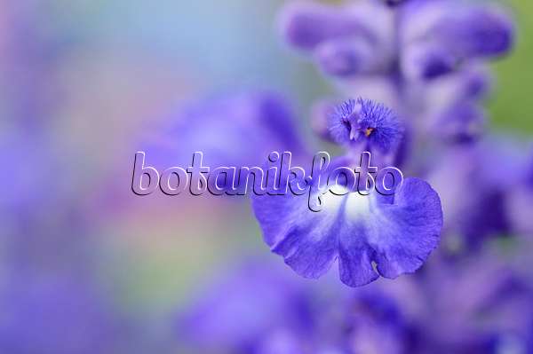 473216 - Sauge farineuse (Salvia farinacea 'Farina Blue')