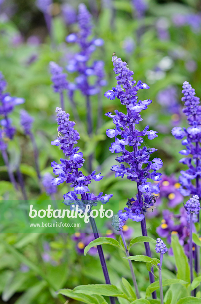 545086 - Sauge farineuse (Salvia farinacea 'Sallyfun Blue')