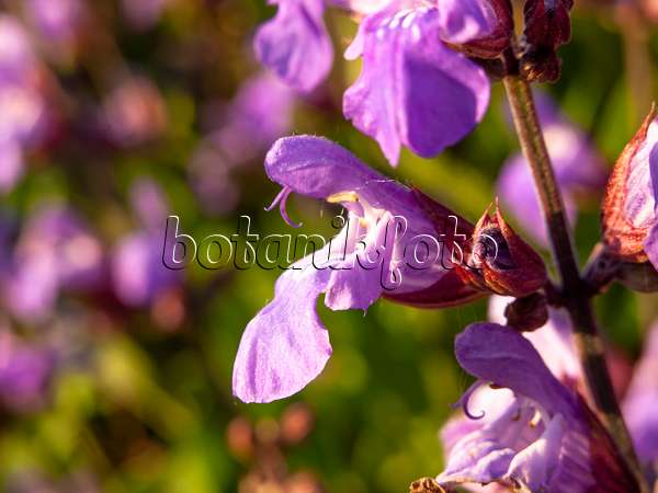 438175 - Sauge officinale (Salvia officinalis)