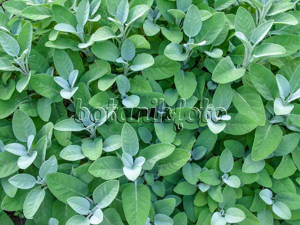 461108 - Sauge officinale (Salvia officinalis 'Berggarten')