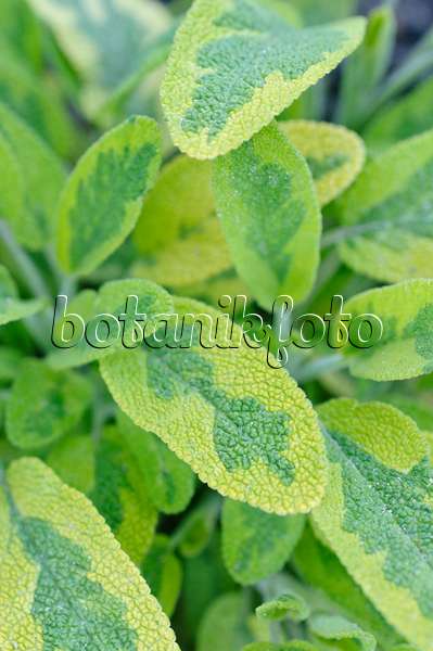 473221 - Sauge officinale (Salvia officinalis 'Icterina')