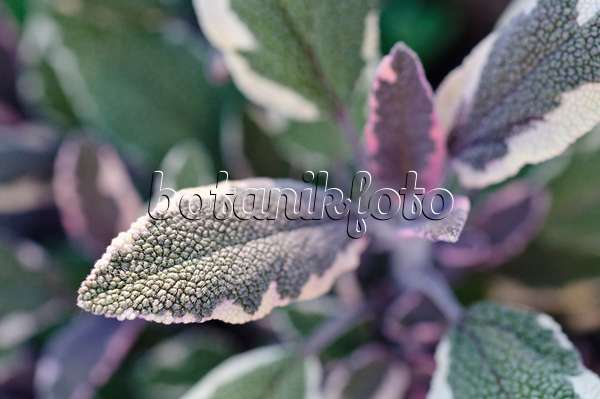 473222 - Sauge officinale (Salvia officinalis 'Tricolor')