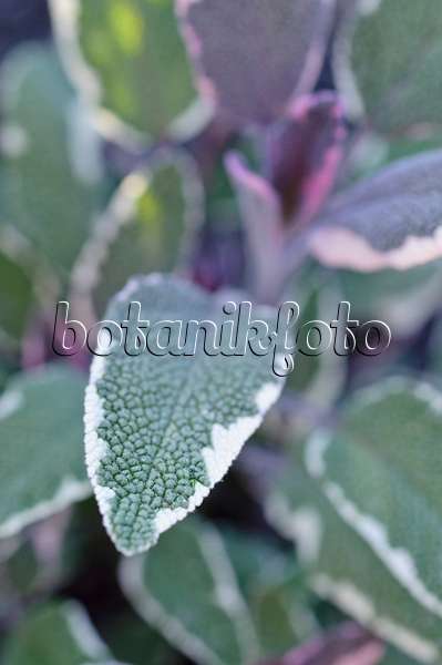 473223 - Sauge officinale (Salvia officinalis 'Tricolor')