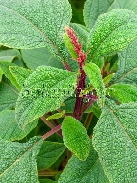 450042 - Sauge (Salvia confertifolia)