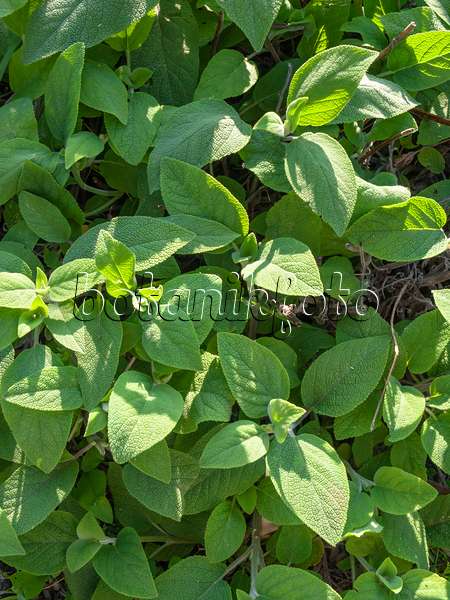 438218 - Sauge (Salvia grandiflora)