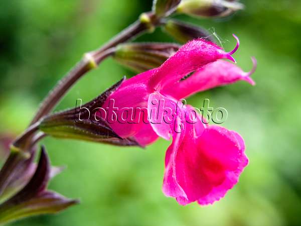 426151 - Sauge (Salvia greggii 'Fr. Rupp')