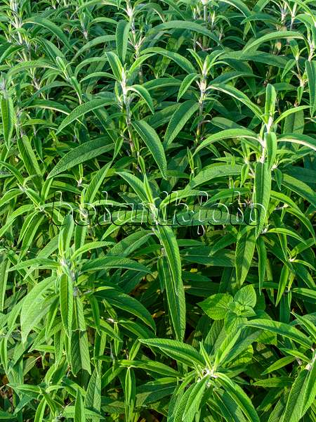 450062 - Sauge (Salvia leucantha)