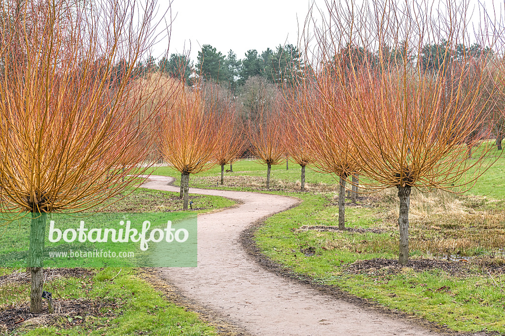 625368 - Saule blanc (Salix alba 'Britzensis')