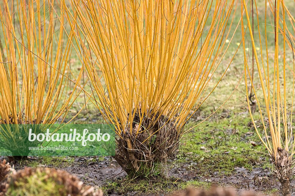 638327 - Saule blanc (Salix alba 'Chermesina')