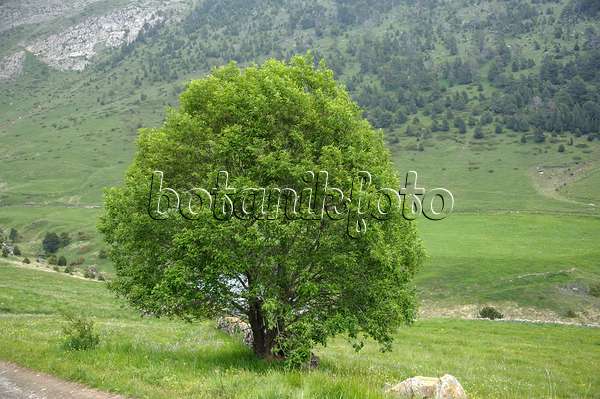 535328 - Saule marsault (Salix caprea)