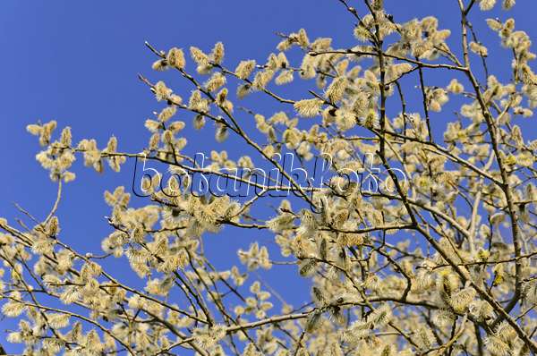 506072 - Saule marsault (Salix caprea) avec des fleurs mâles