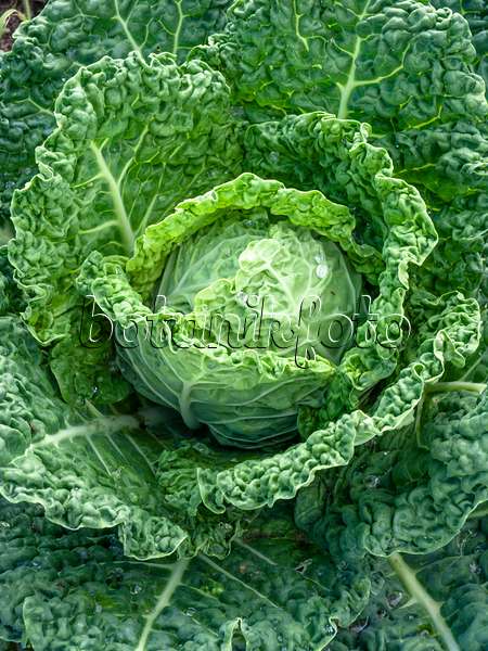 439198 - Savoy cabbage (Brassica oleracea var. sabauda)