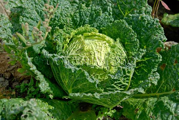 457041 - Savoy cabbage (Brassica oleracea var. sabauda)
