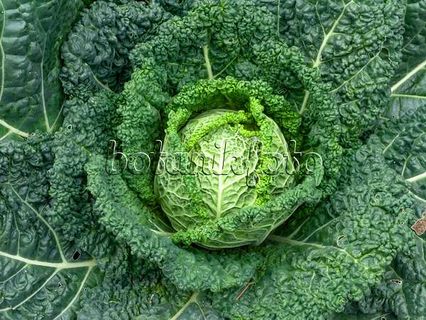 463031 - Savoy cabbage (Brassica oleracea var. sabauda)