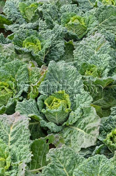 497078 - Savoy cabbage (Brassica oleracea var. sabauda 'Famosa')