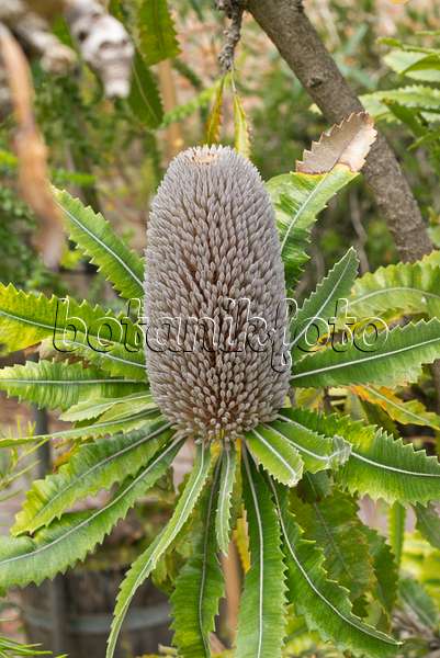 558312 - Saw-tooth banksia (Banksia serrata)