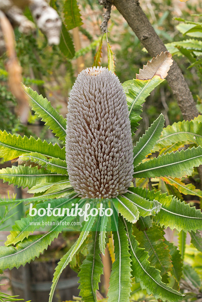 558312 - Saw-tooth banksia (Banksia serrata)