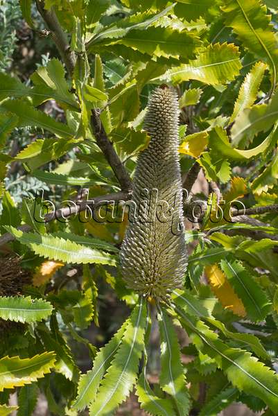 558344 - Saw-tooth banksia (Banksia serrata)