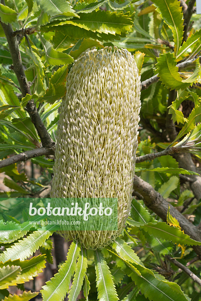 561046 - Saw-tooth banksia (Banksia serrata)