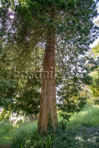 616372 - Sawara cypress (Chamaecyparis pisifera)
