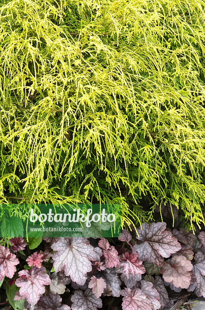 508165 - Sawara cypress (Chamaecyparis pisifera 'Filifera Aurea') and alumroot (Heuchera)