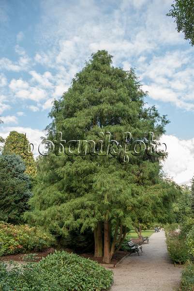 616371 - Sawara cypress (Chamaecyparis pisifera 'Filifera')