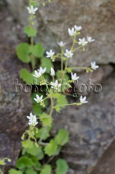 472007 - Saxifrage à feuilles rondes (Saxifraga rotundifolia)