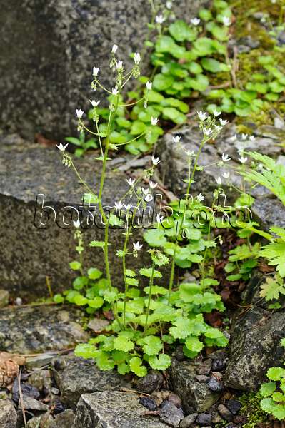 484196 - Saxifrage à feuilles rondes (Saxifraga rotundifolia)