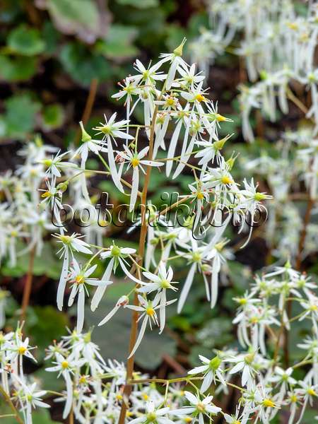 442119 - Saxifrage d'automne (Saxifraga cortusifolia)