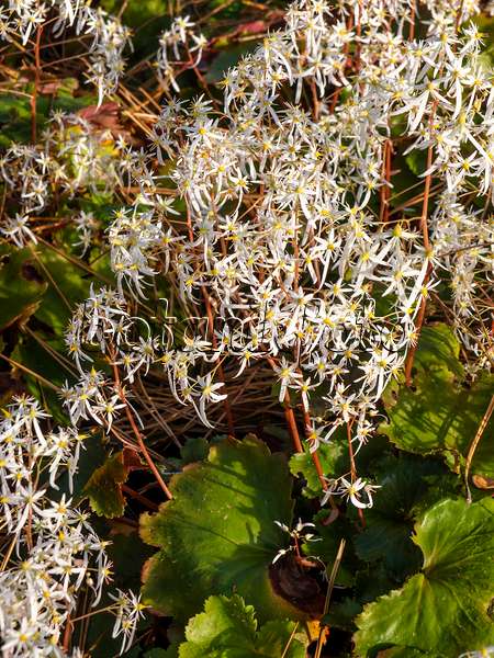 465292 - Saxifrage d'automne (Saxifraga cortusifolia)