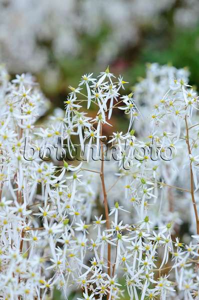 525337 - Saxifrage d'automne (Saxifraga cortusifolia)