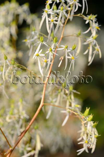 525346 - Saxifrage d'automne (Saxifraga cortusifolia)
