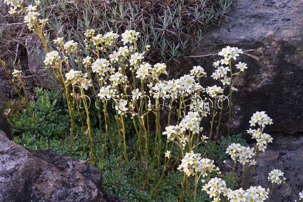570049 - Saxifrage paniculée (Saxifraga paniculata)