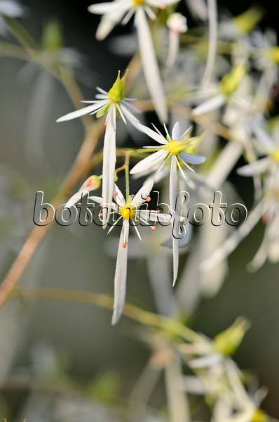 525345 - Saxifrage (Saxifraga cortusifolia)