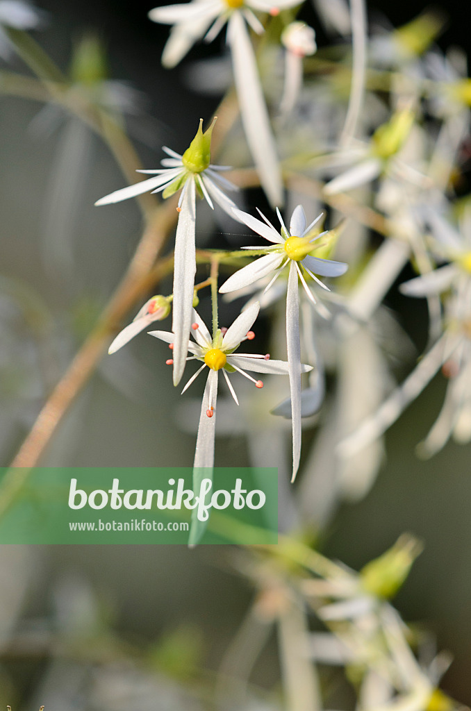 525345 - Saxifrage (Saxifraga cortusifolia)