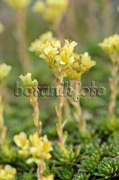 519071 - Saxifrage (Saxifraga marginata var. rocheliana)