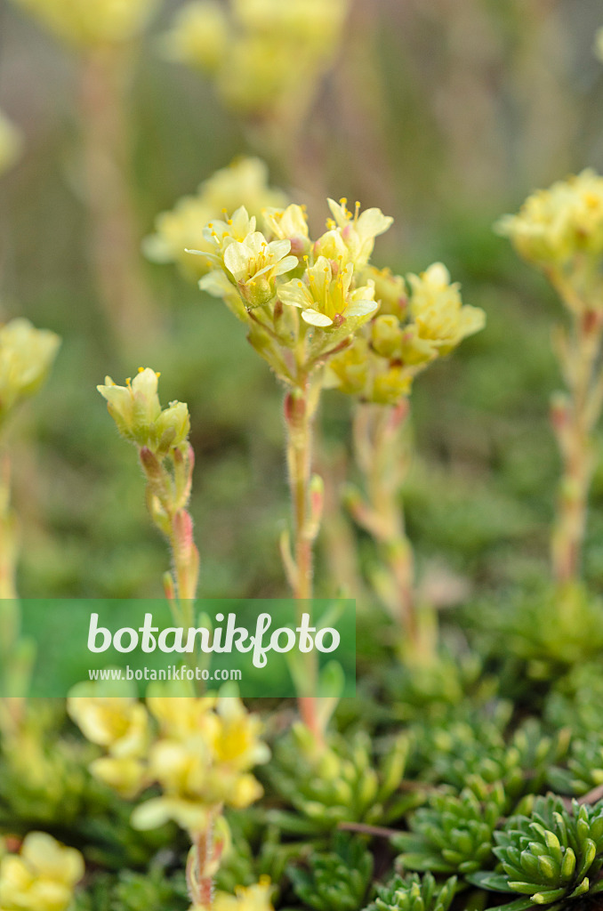 519071 - Saxifrage (Saxifraga marginata var. rocheliana)