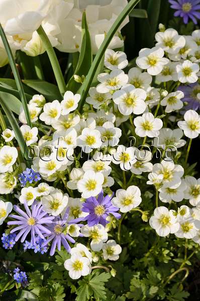 519089 - Saxifrages (Saxifraga) and Grecian windflower (Anemone blanda)