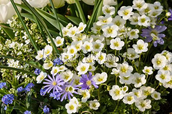 519090 - Saxifrages (Saxifraga) and Grecian windflower (Anemone blanda)