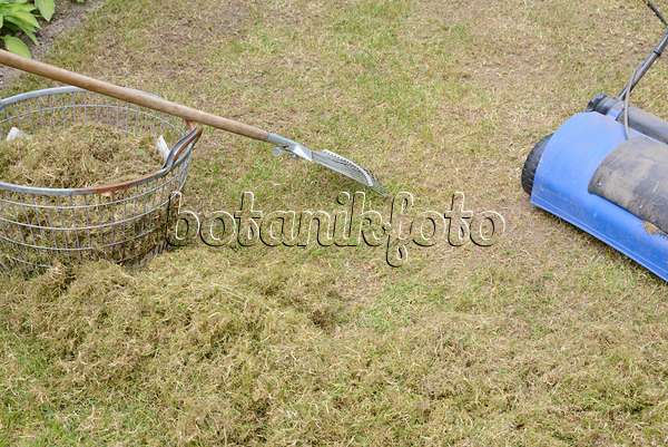 531235 - Scarifying the lawn