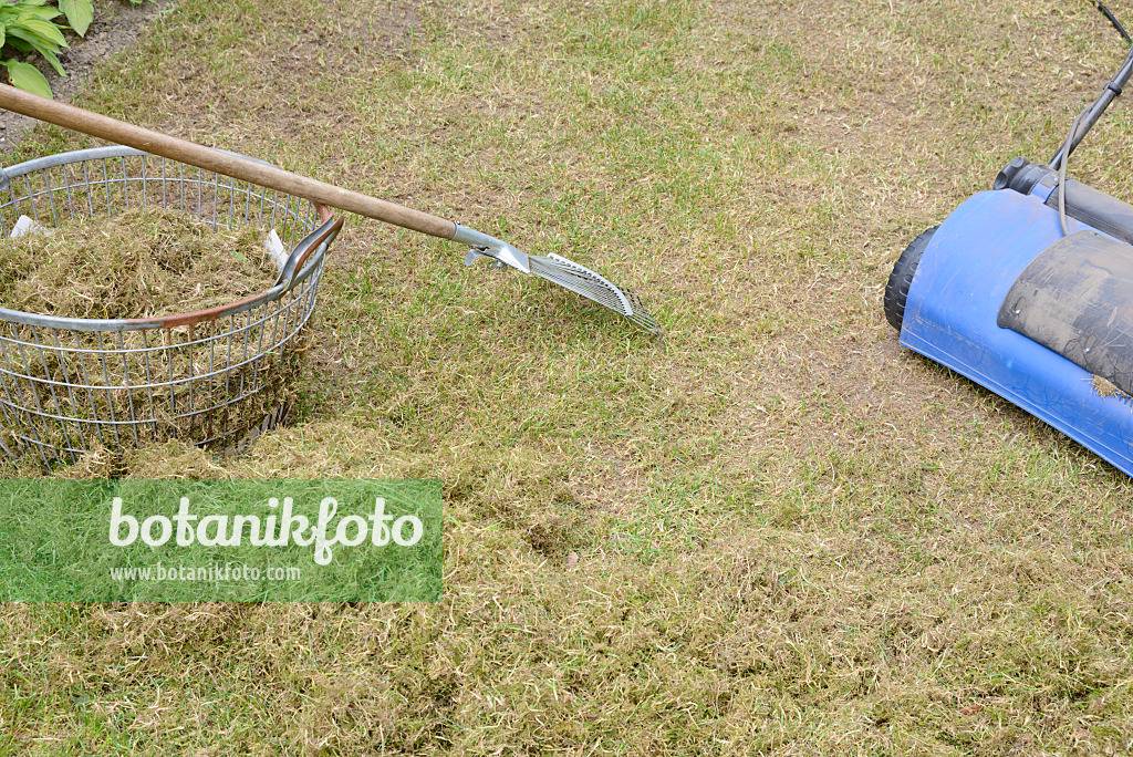 531235 - Scarifying the lawn