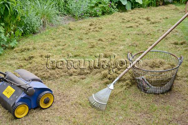 531236 - Scarifying the lawn