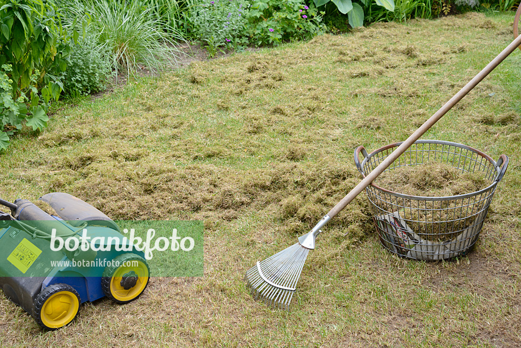 531236 - Scarifying the lawn