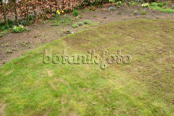 554037 - Scarifying the lawn