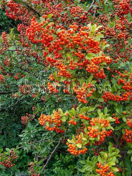 404069 - Scarlet firethorn (Pyracantha coccinea)